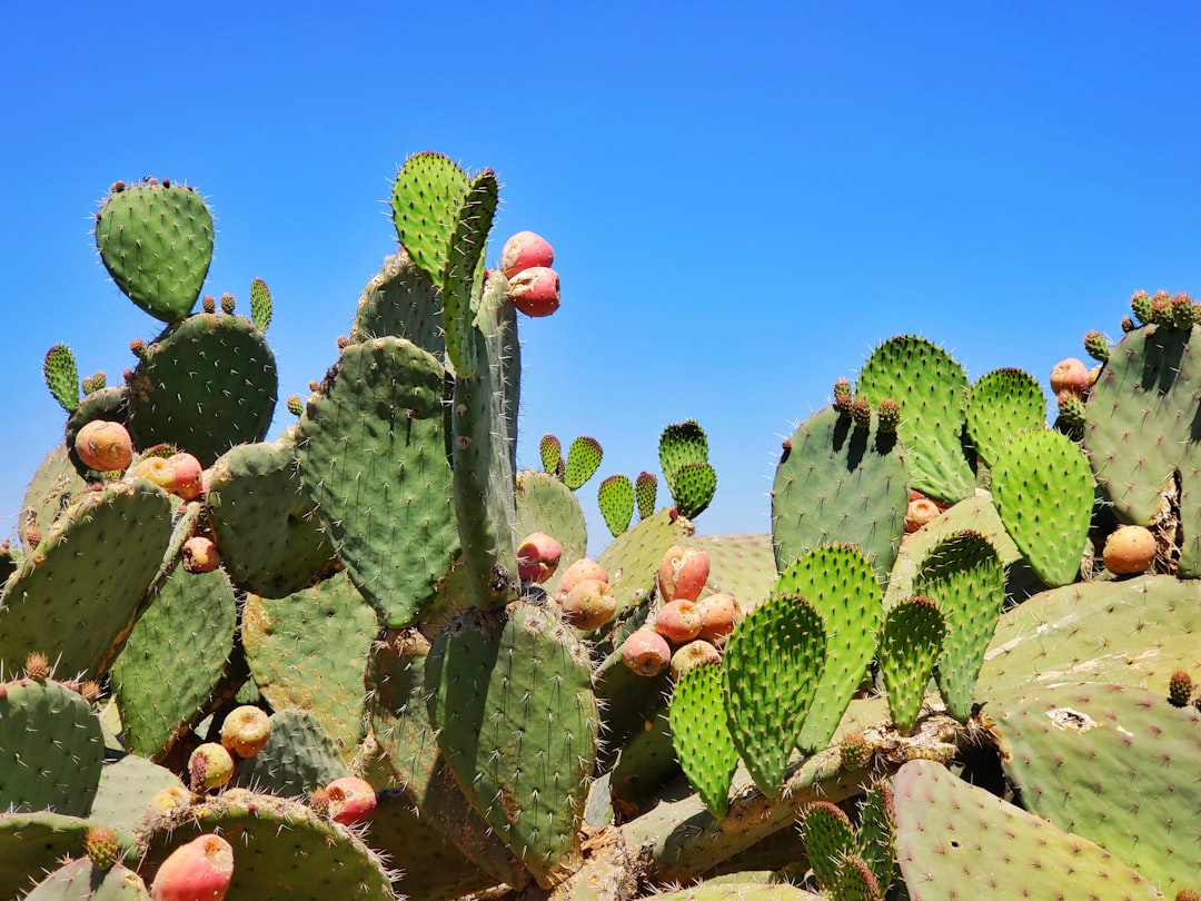 De zaagcactus: opvallende kamerplant met een uniek blad